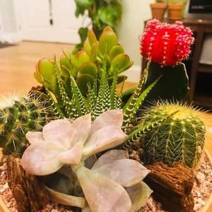 Meet your Posher, Nanine